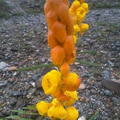 AUSA TWANGMO  Pem Sam  MUSIC TASHI WANGDI For Shooting Only