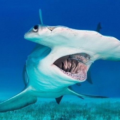 Hammerhead (Unsigned)