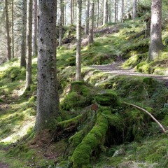 Loch Ard Forest Raven and song birds