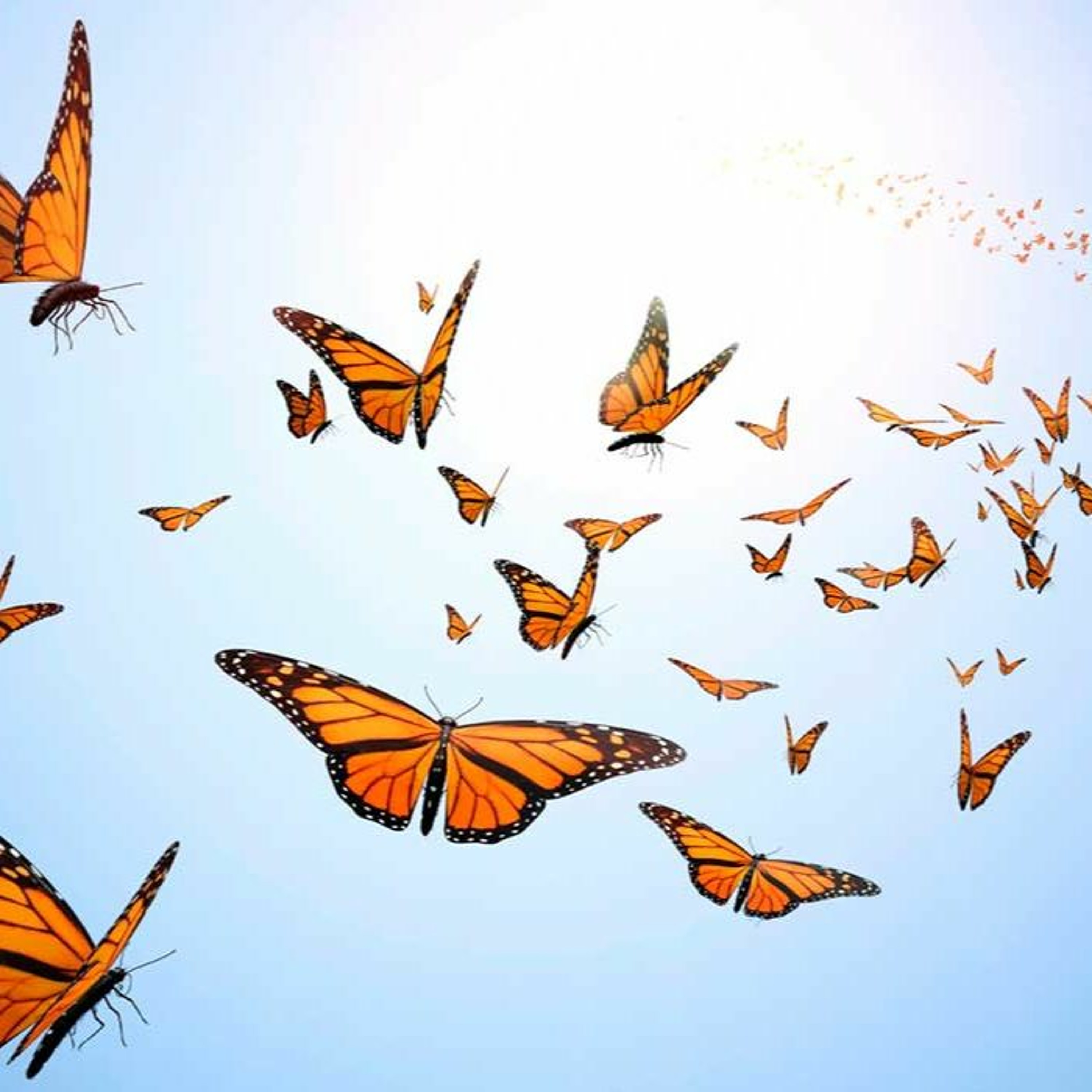 The Tempus Collective -" Butterflies" episode artwork
