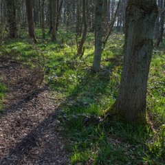 2016-03-08 Machinery at Burrs Wood, Unthank, Derbyshire - Tom Reed