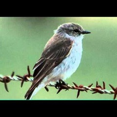 Suara Burung Jacky Winter