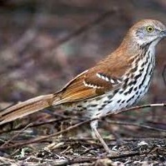 Suara Burung Brown Thrasher  Dengan 1.100 Jenis Lagu