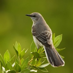 Suara Burung Mockingbird