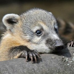 PhatCookieShove feat. AnzCash - Wollbeat