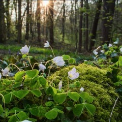 2016-03-11 Soundscape of Linacre Woods, Derbyshire in Feb/March - Tom Reed