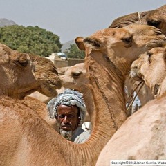 Eritrea Tigre Snen Bkiko  By -Idris Mohamed Al