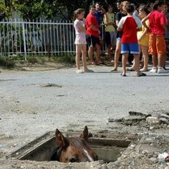 Hikoilijat - Soijan Hevonen