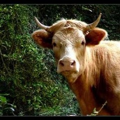 The Mad Socks - Nu Fi Prost