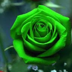 New private playlist