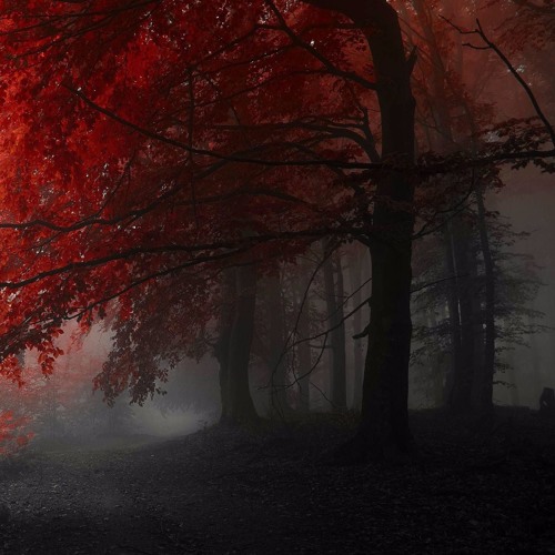 Forever Fall