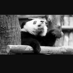 Panda Free (since erbody on it)