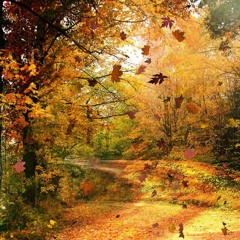 One Hour of Autumn Forest Sounds for Meditation, Sleep & Relaxation