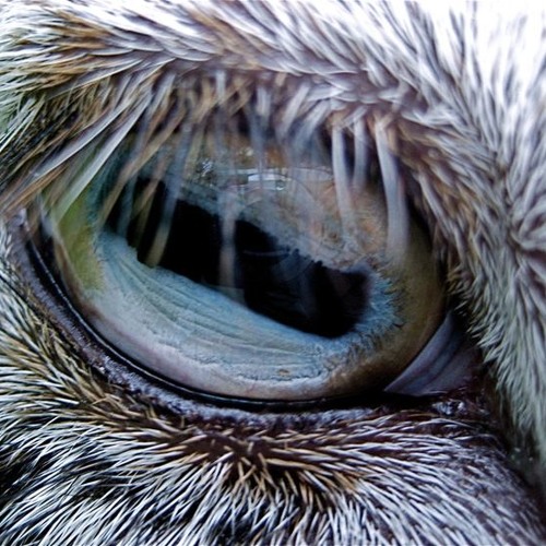 Goat's Eye Riddim