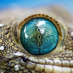 CRYPTOZOOLOGIK (Prod. By SHNDi)