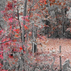 Crocodile - TTNG Cover