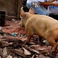 MC Carol - FDP EU TE AMO (Audio) (Explicit)