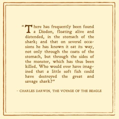 The Woodrow Wilsons - According To The Seasonal Tilt Of The Earth - 04 Stone