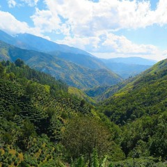 Why Must I Cry ft. Conor Dolan