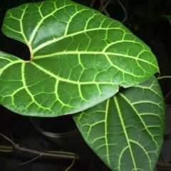 Hijos De Las Hojas - Frutos Viejos (Dhanvantri Dub Remix)