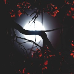 Nightingale(laserdisc revisit)
