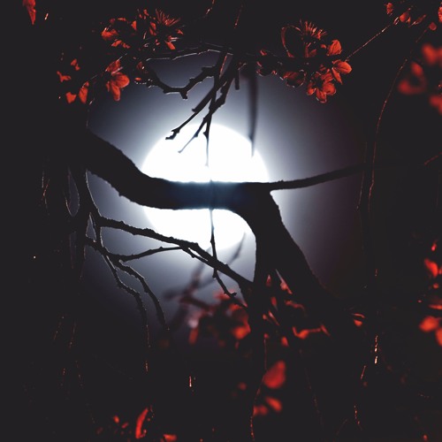 Nightingale(laserdisc revisit)