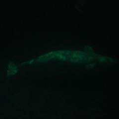 2016 - 04 - 12  1. Looming Predator