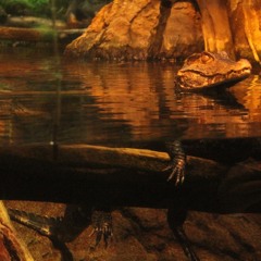 2016 - 04 - 12  2. Crocodile Son!