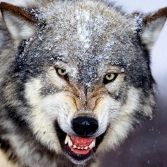 Sergey Prokofiev - Pierre Et Le Loup (Suite Orchestrale)                 Peter And The Wolf