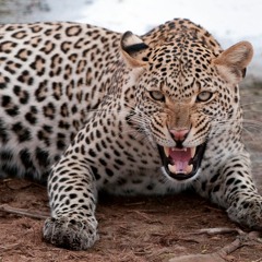 Ep 6 - Leopard Preference