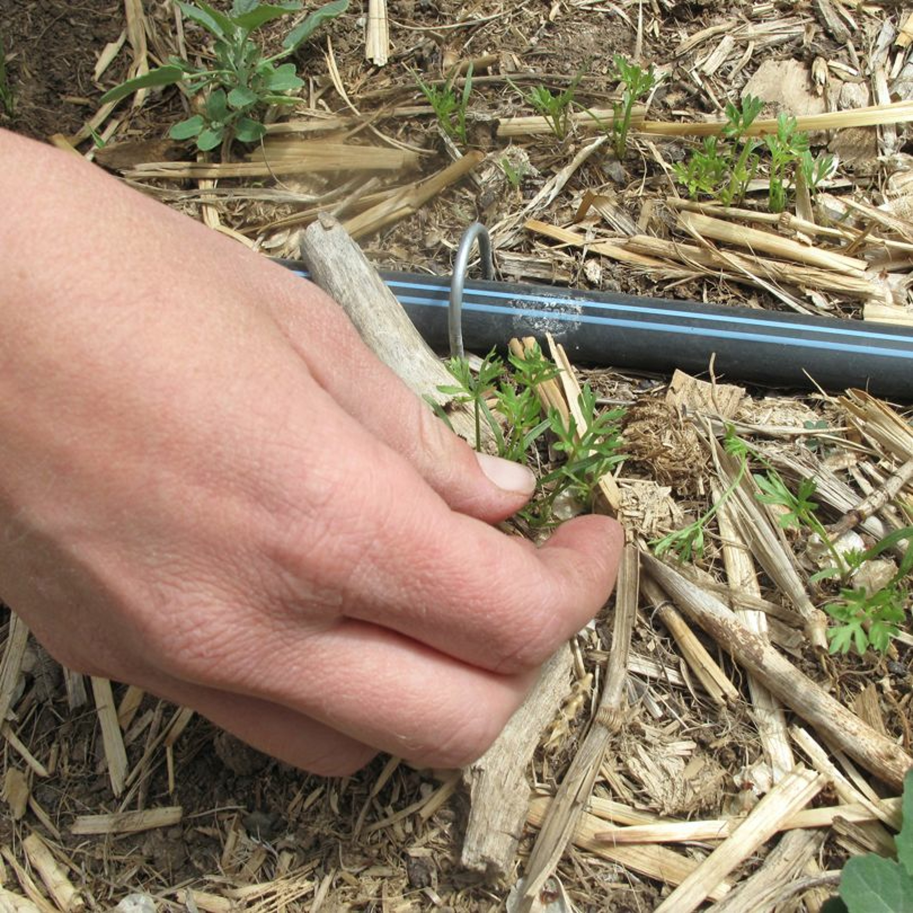 Seed Story Broadcasts