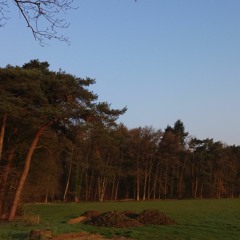 Fieldrecording: Rare countryside recording from Holland: spring birds, Winterswijk 9-4-2016