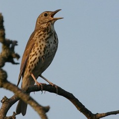 Songthrush (slowed down)