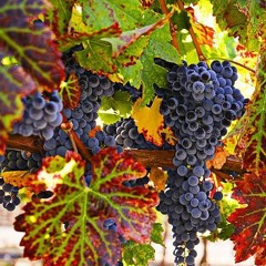 Bacchus