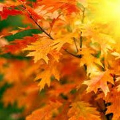 Mucho's Autumn Harvest