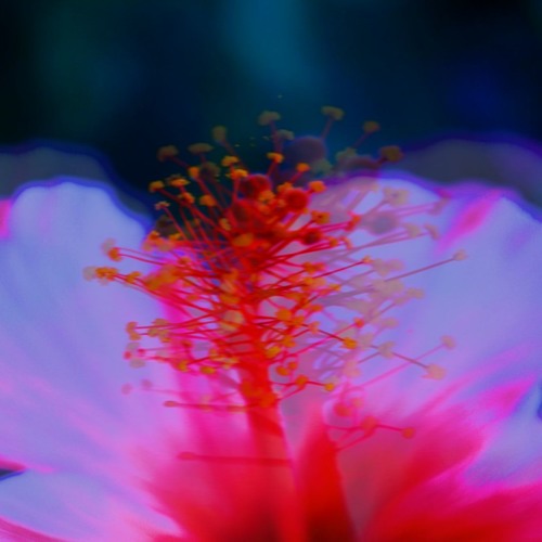 Taino [from Hibiscus]