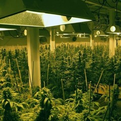 I got a weed for speed @ Encanto Apartmento