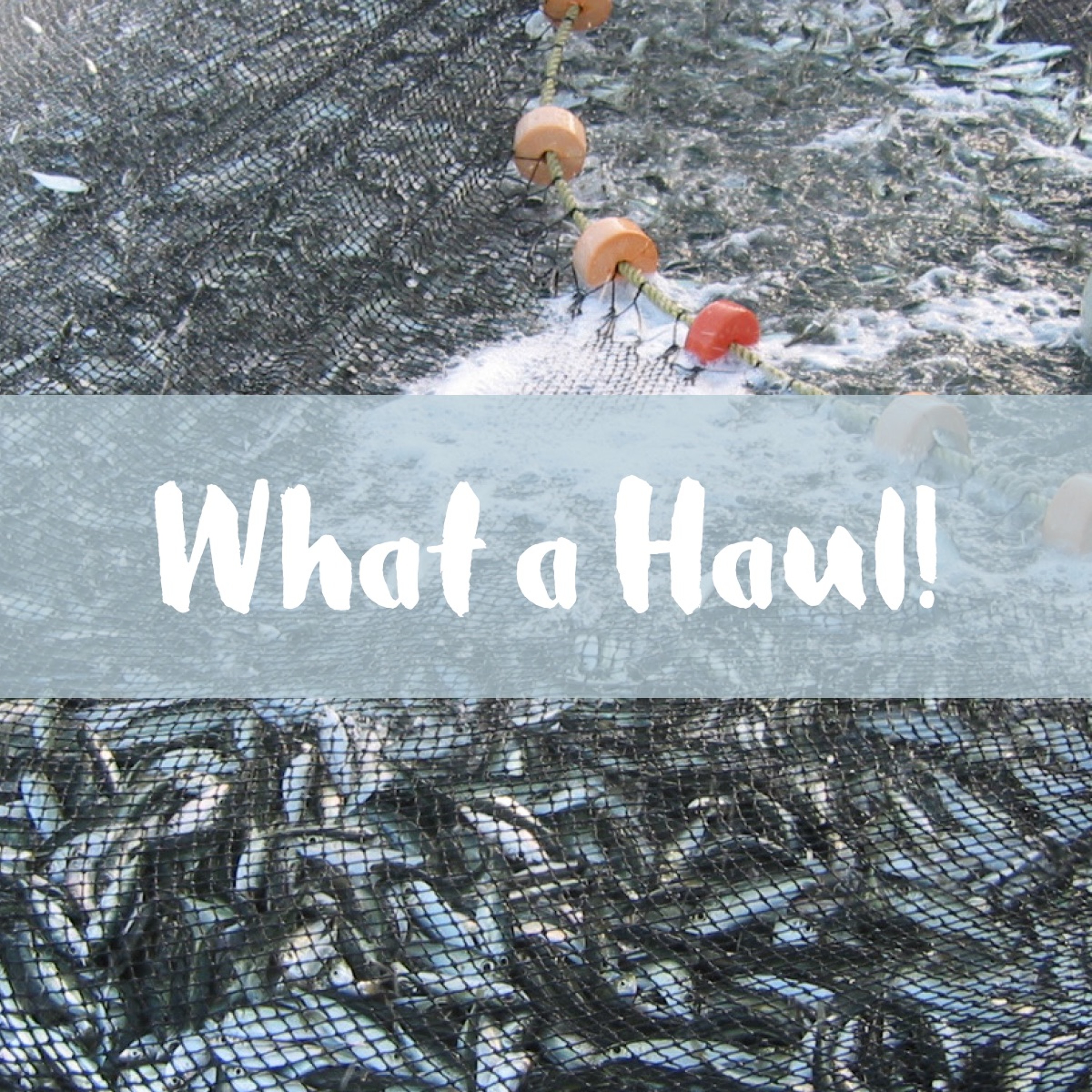 What a Haul - Lynn Barton, April 10, 2016 episode artwork