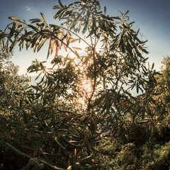 Neo-Funk/Uplifting/Nu-Disco/Progressive House