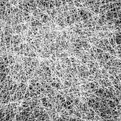 good picture of steve