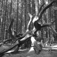 Lascia Ch'io Pianga (arr. F. Leo)