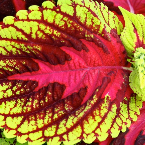 Coleus