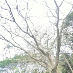 大佛頂首楞嚴經大悲咒心經十小咒