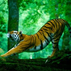 mind, body, heart, and spirit <3 yoga