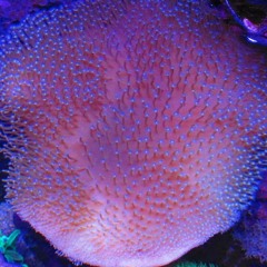 Dual osc (arpeggiator) + analog delay