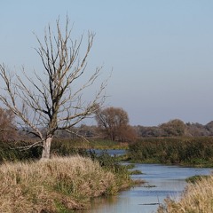 1504 - nebelkoppel´.1