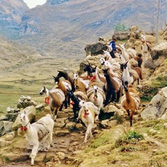 CAMINO DE LLAMAS