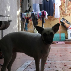 La Melodia (Prod.SinFinRec)