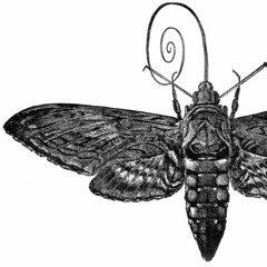 Xorberax (ZooLoo75)