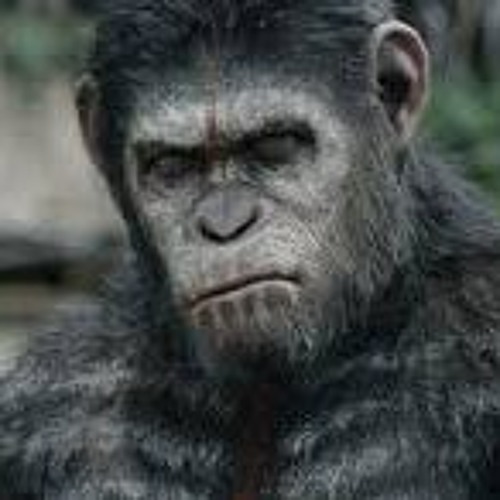 "Monkey See, But Don't Do", By Steven Pittman